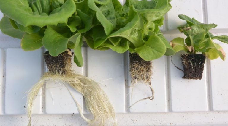 Time to buy products for your hydroponics garden